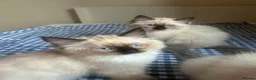 Ragdoll cats for sale: GCCF Adorable ragdoll kittens ready to gohome now - Advert 25