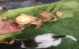 Jack Russell dogs for sale: Tradisional Jack russles  - Image 4