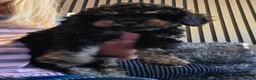 Jackapoo dogs for sale: Toy poodle 3/4 puppies  - Advert 20