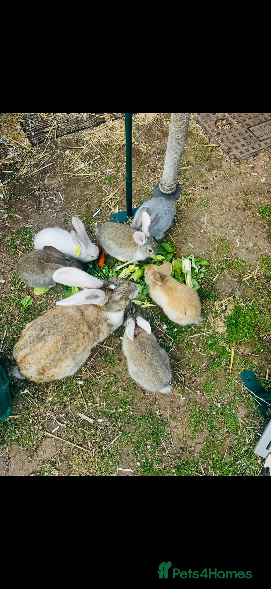 Continental Giant rabbits for sale: Continental Rabbits in Highbridge - Advert 2