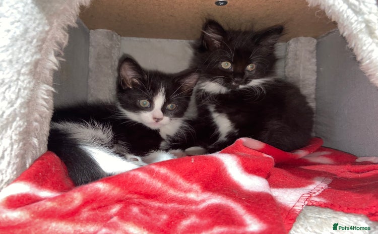 Mixed Breed cats - Advert 2