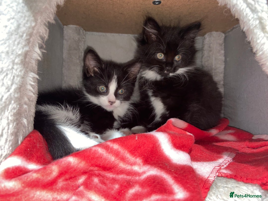 Mixed Breed cats for sale: Female kittens - Image 1