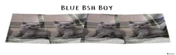 British Shorthair cats for sale: BSH and 1 BLH kittens forsale  - Advert 4