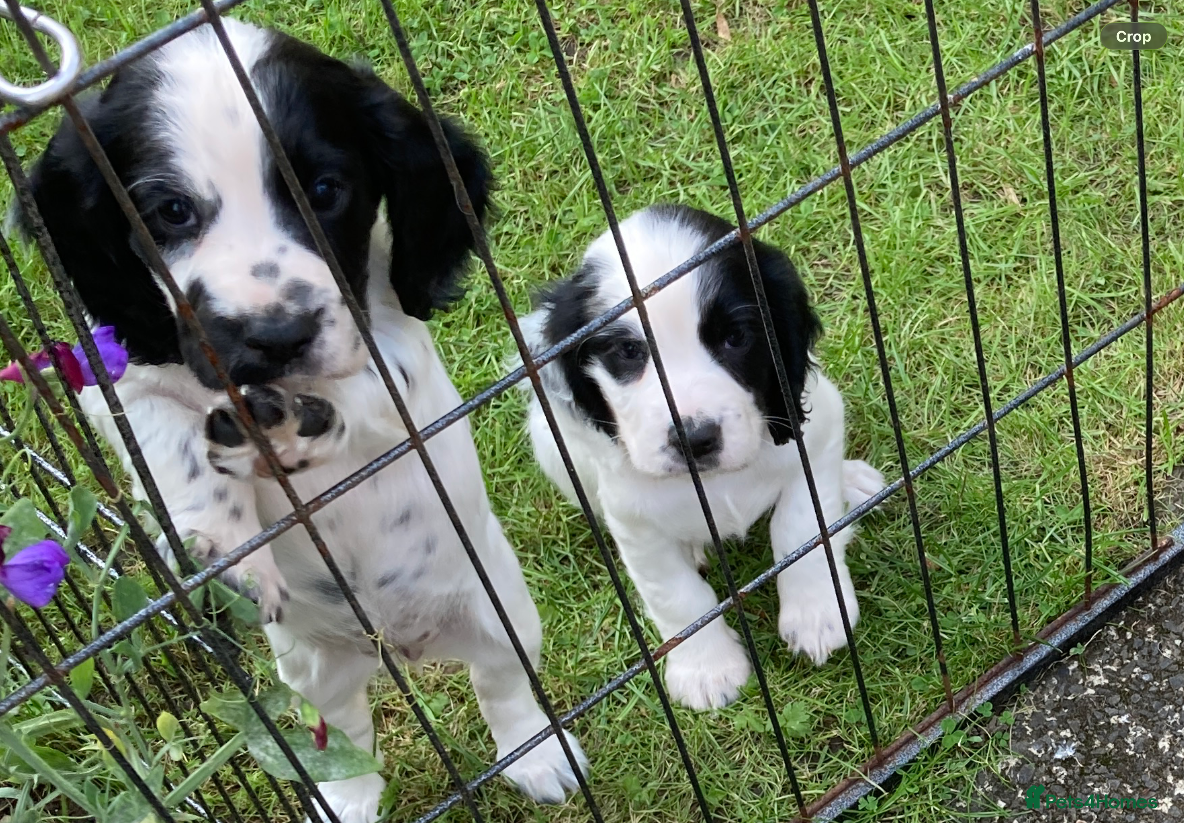 Cocker Spaniel dogs Cocker Spaniel Pups, Working Type, KC Reg - Advert 2