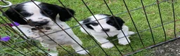 Cocker Spaniel dogs for sale: Cocker Spaniel Pups, Working Type, KC Reg - Advert 7