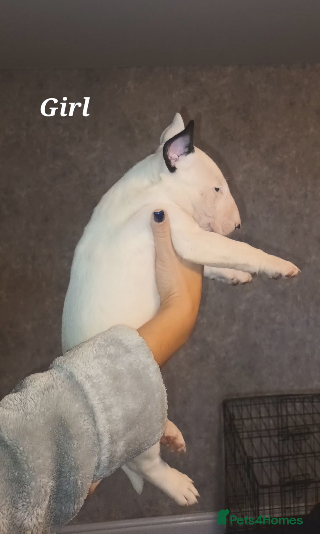 English Bull Terrier dogs for sale: English Bull terrier pups  - Advert 12