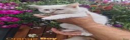 Ragdoll cats for sale: Ragdoll Kittens Ready For Forever Homes - Advert 26
