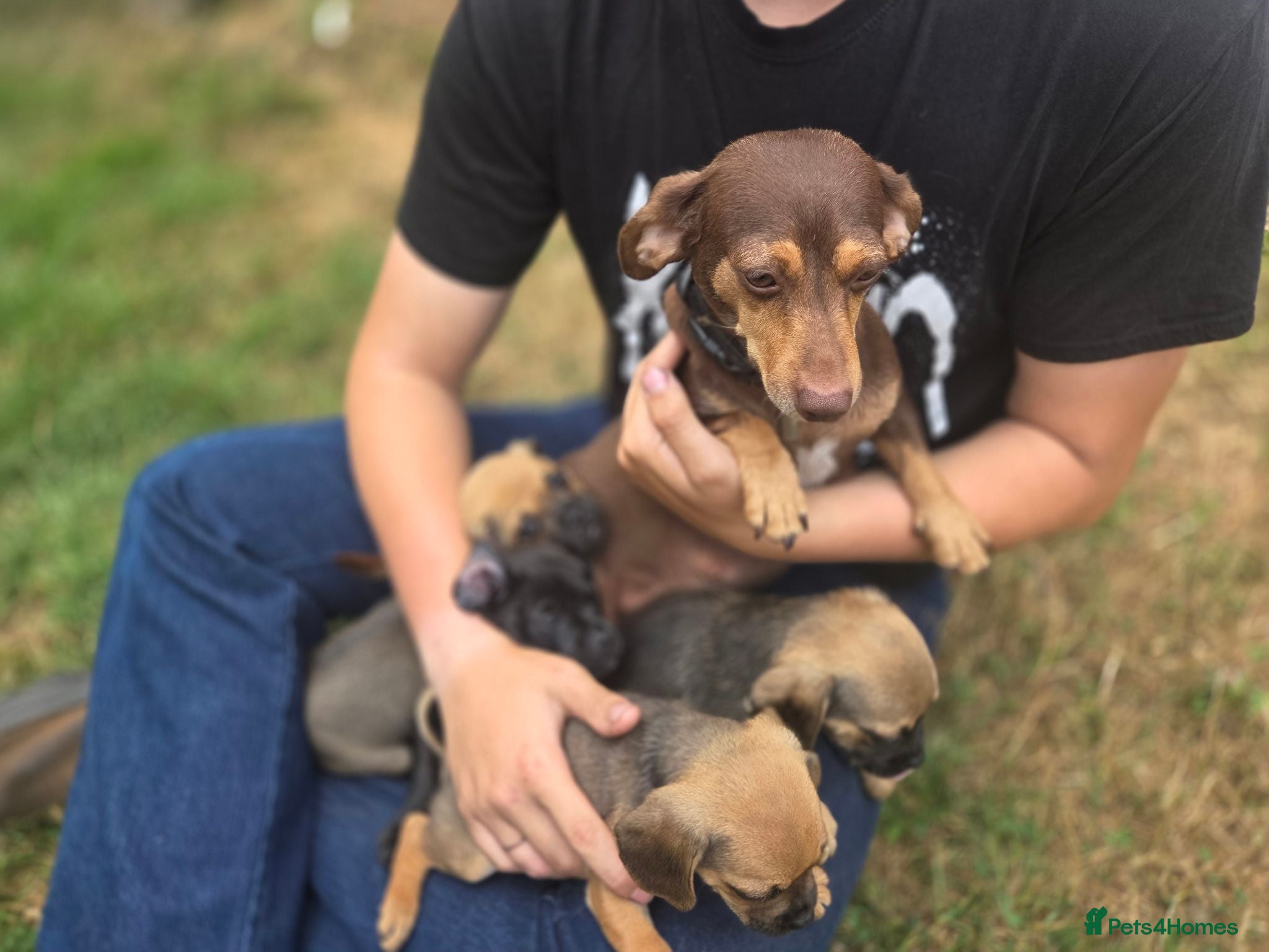Mixed Breed dogs Doxie-pug puppys - Advert 1