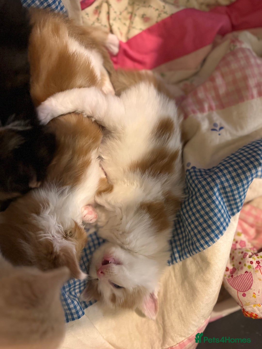 Domestic Shorthair cats for sale: 4 lovely little kittens  - Advert 8