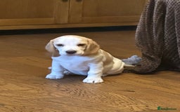 Beagle dogs for sale: KC Registered Beagles - Image 6