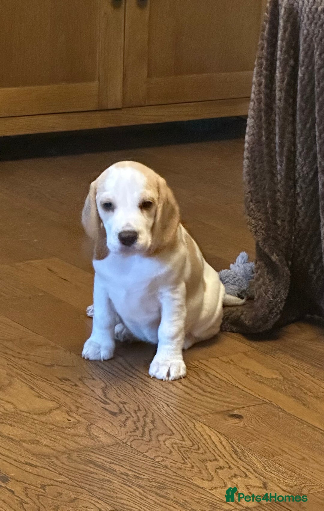 Beagle dogs for sale: KC Registered Beagles - Image 6