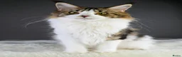 Maine Coon cats for sale:  Our beloved Robin - A truly sweet girl  - Advert 5