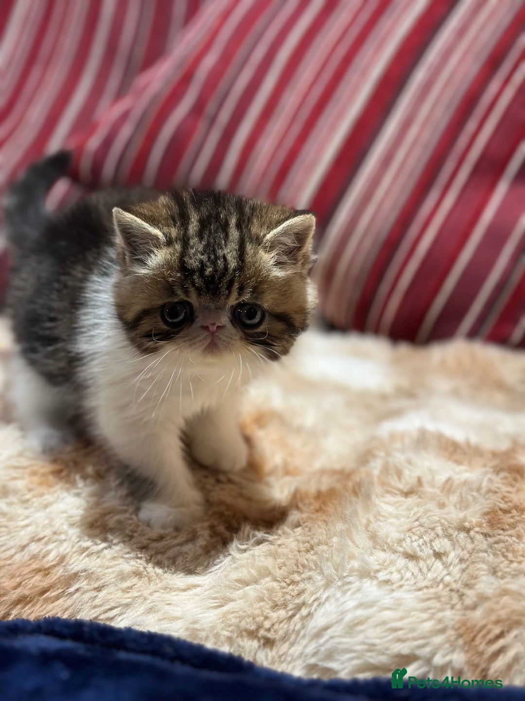 Exotic cats for sale: Brown Tabby & White exotic shorthair  - Advert 8
