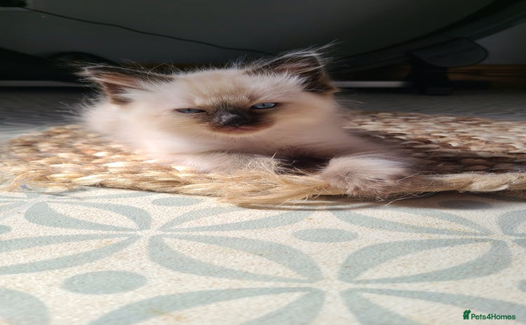 Ragdoll cats - Advert 15