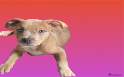 Mixed Breed dogs for sale: Ready to leave Staff x bulldog puppies  - Image 19