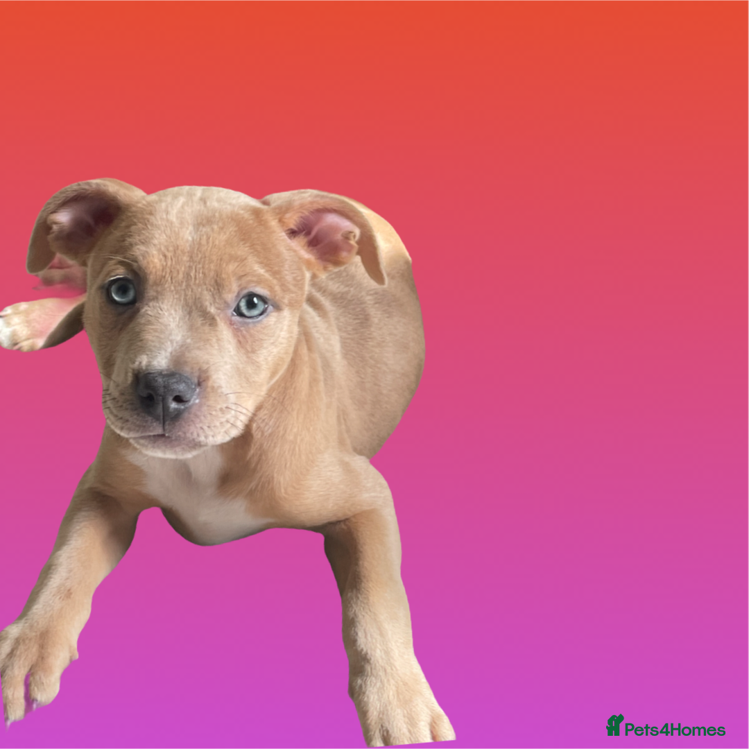 Mixed Breed dogs for sale: Ready to leave Staff x bulldog puppies  - Image 19