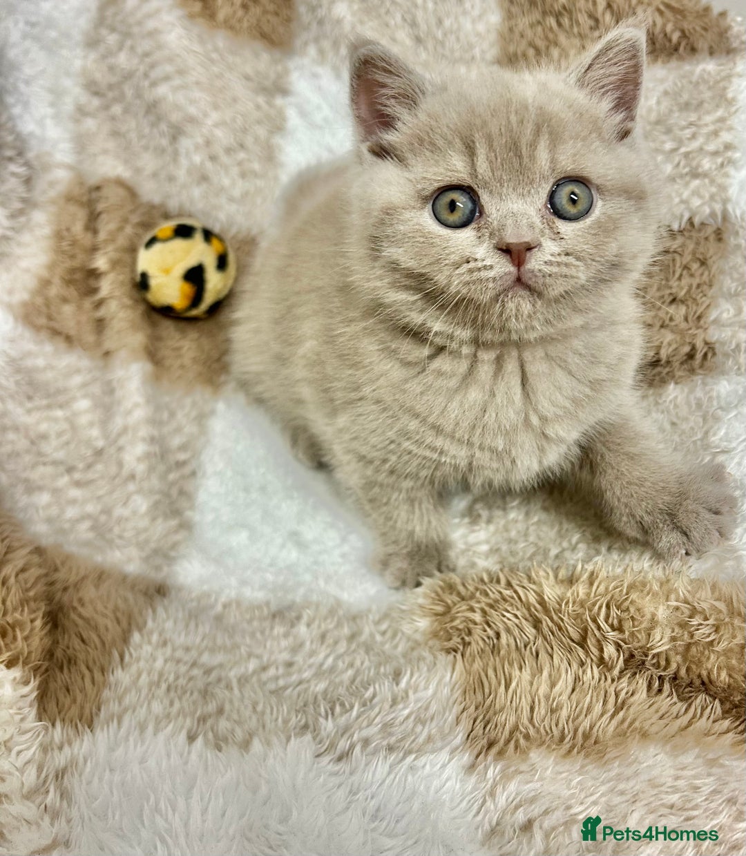 British Shorthair cats for sale: GCCF British Shorthair for Sale - Advert 24