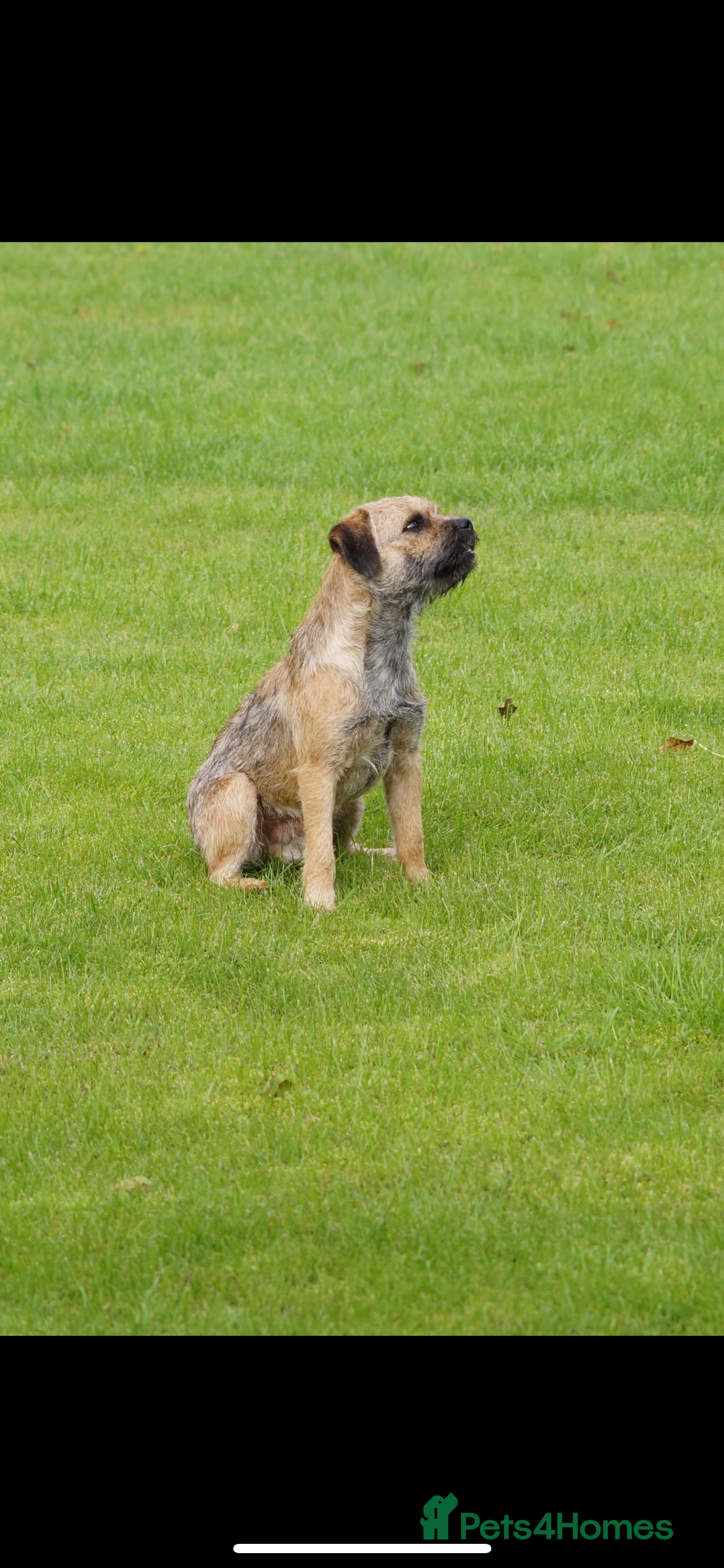 Border Terrier dogs KC SLEM clear Oxcroft border terrier proven stud in Chesterfield - Advert 5
