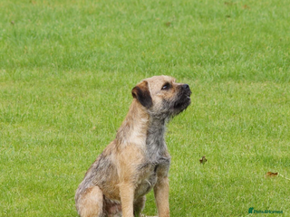 Border Terrier dogs in Chesterfield - Advert 1