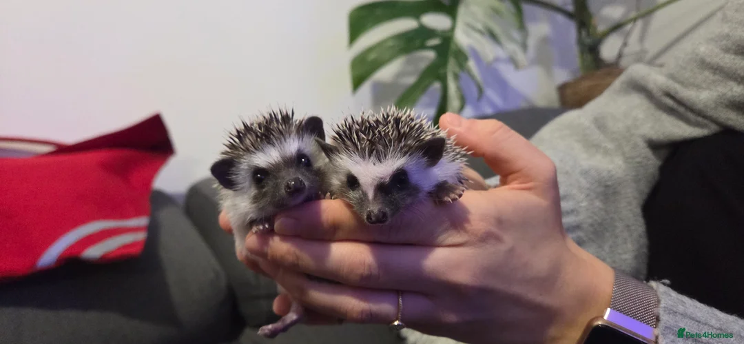 Pygmy Hedgehog rodents for sale: Two females African pigmy hedgehog  - Advert 9