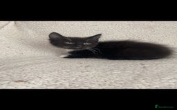 Domestic Shorthair cats for sale: Fluffy Black and White Male Kitten  - Image 14