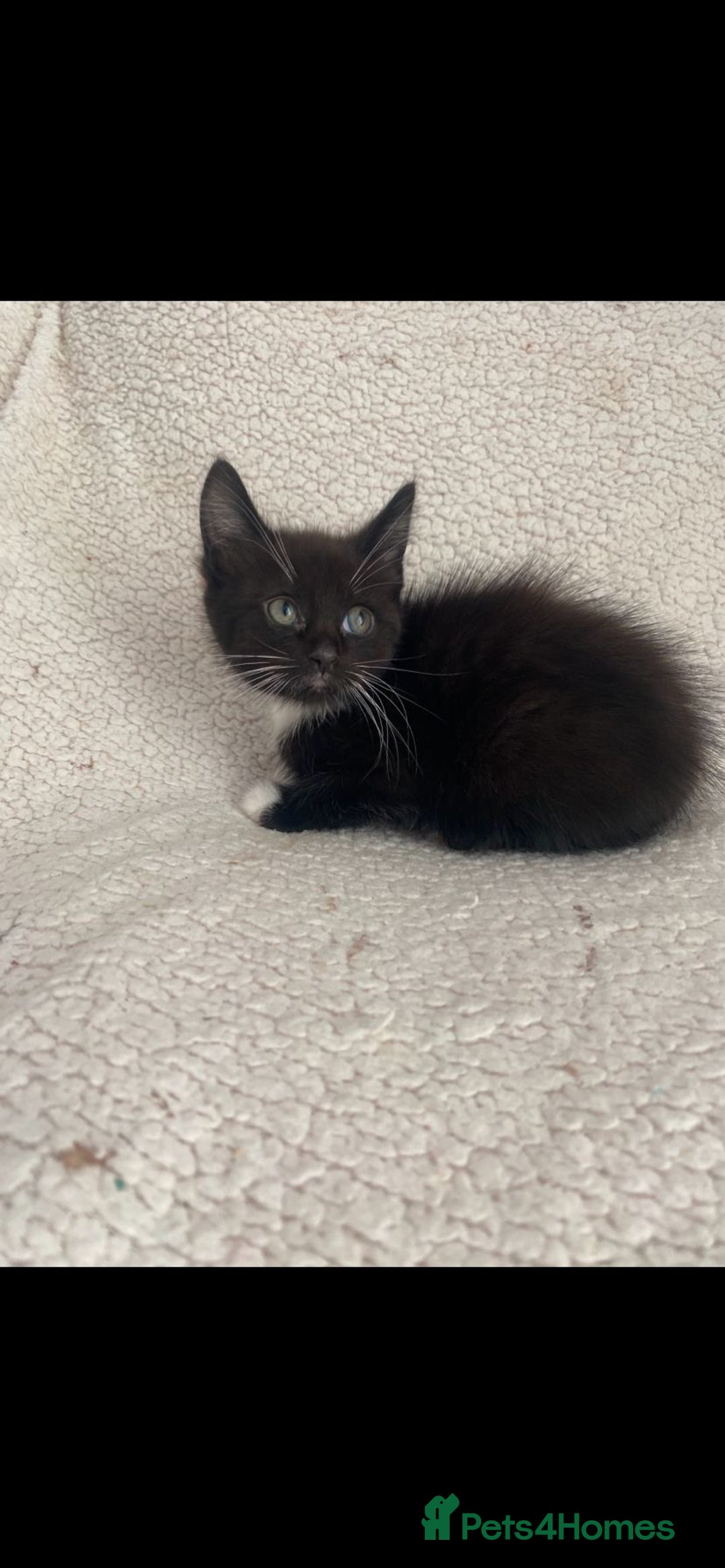 Domestic Shorthair cats for sale: Fluffy Black and White Male Kitten  - Image 14