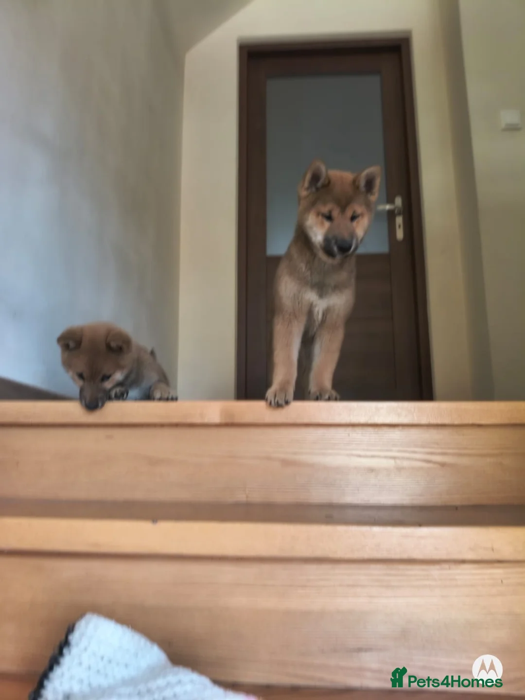 Japanese Shiba Inu dogs for sale: A wonderful Shiba looking for a new, loving h in Goole - Advert 8