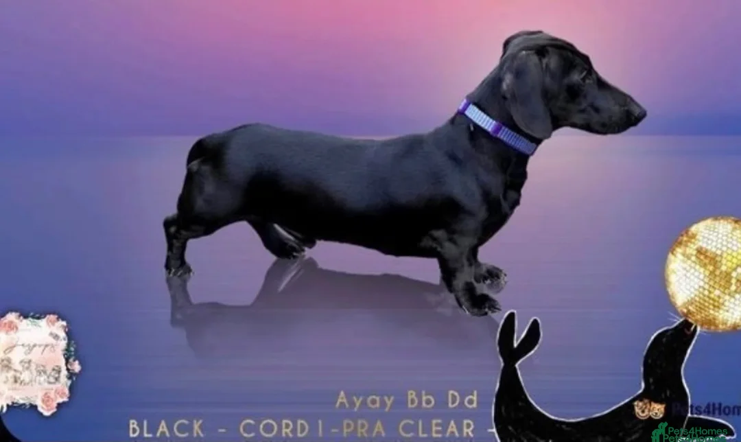 Miniature Dachshund dogs for sale: SMOOTH HAIRED MINIATURE DACHSHUNDS🖤 - Advert 25