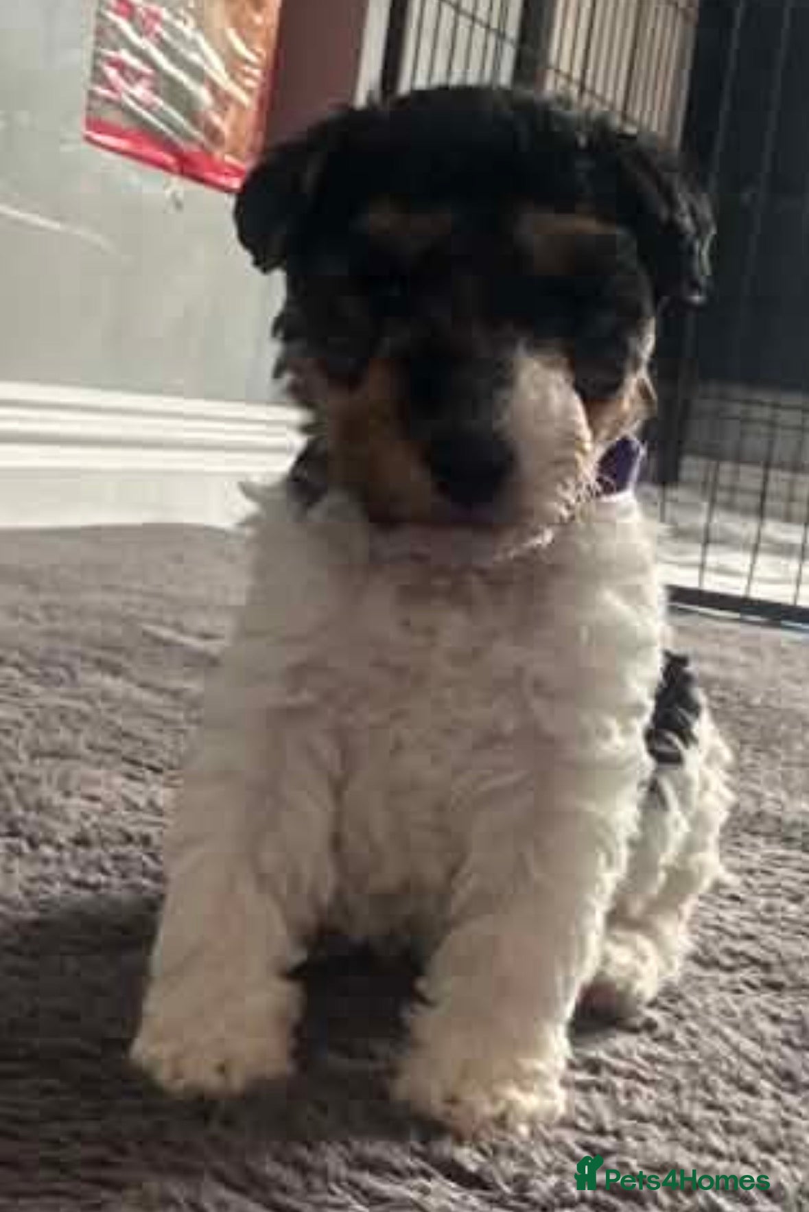 Fox Terrier dogs for sale: Wire haired fox terrier - Advert 19