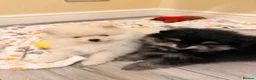 Pomeranian dogs for sale: 🌟 Luxury Pomeranian Puppies 🌟  - Advert 11
