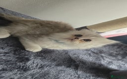 Persian cats for sale: Persian Kittens for Sale – Fluffy Bundles of Joy - Image 17
