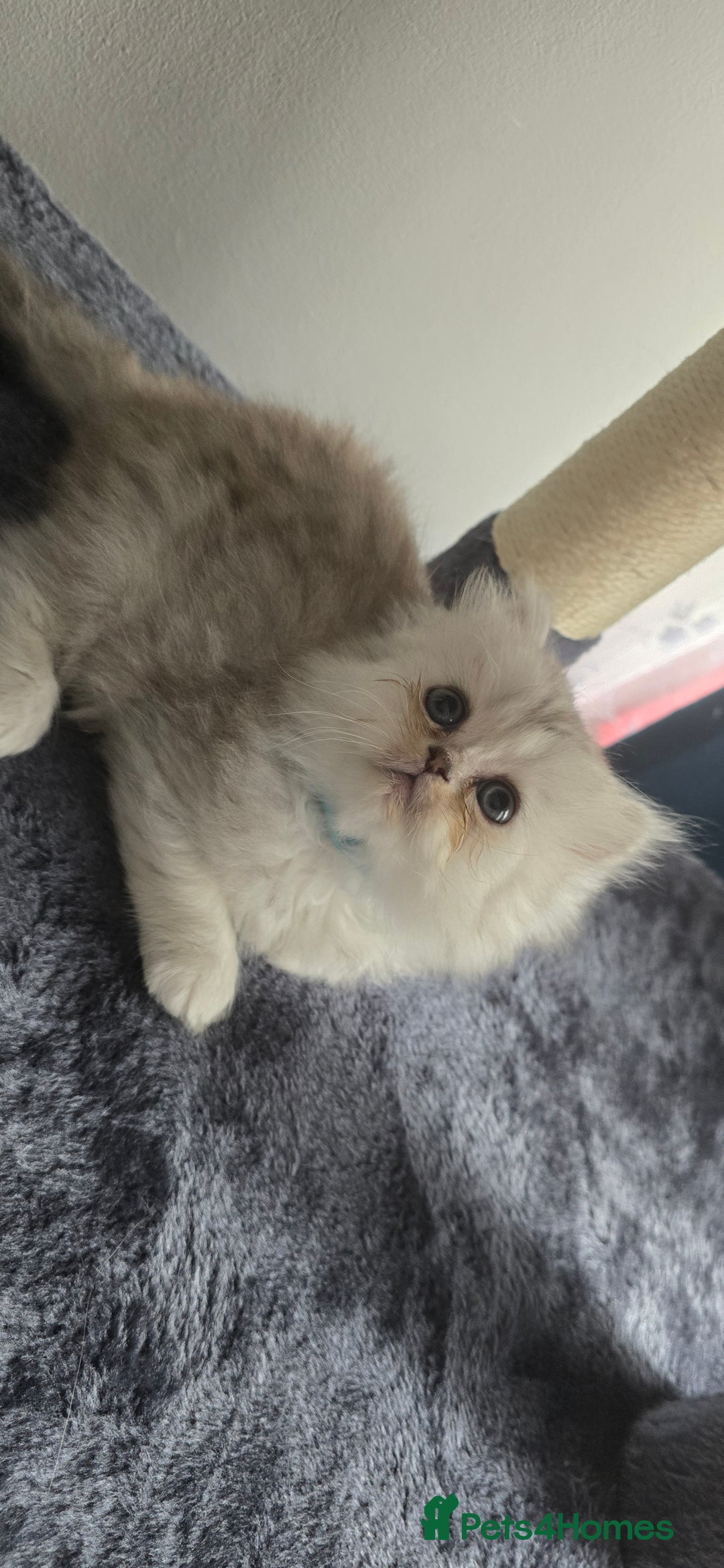 Persian cats for sale: Persian Kittens for Sale – Fluffy Bundles of Joy - Image 17