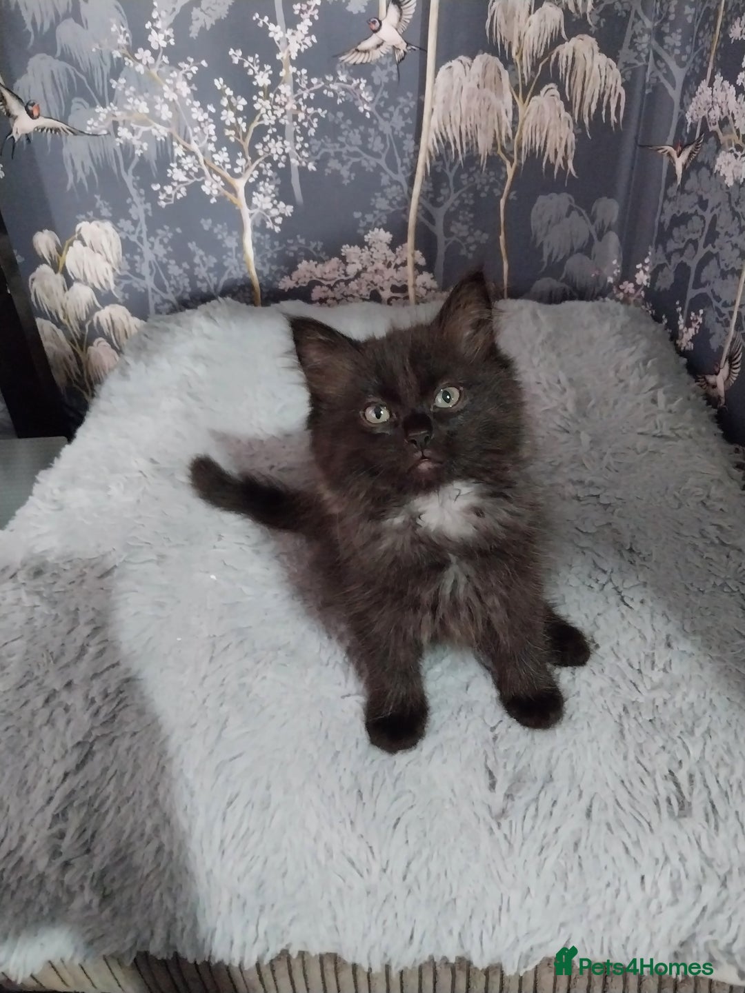 Ragdoll cats for sale: Ragdoll X Maine Coon  - Image 5