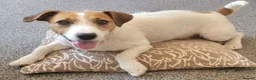 Mixed Breed dogs for sale: Patterdale cross puppies - Advert 2