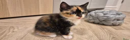 Mixed Breed cats for sale: 6 lovely kittens - Advert 15