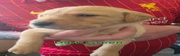 Labrador Retriever dogs for sale: Kc Reg Dark Fox Red & Light Red Lab Pups - Advert 32
