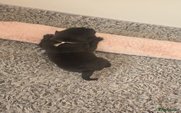 Mixed Breed dogs for sale: Chaffy puppies - Image 23