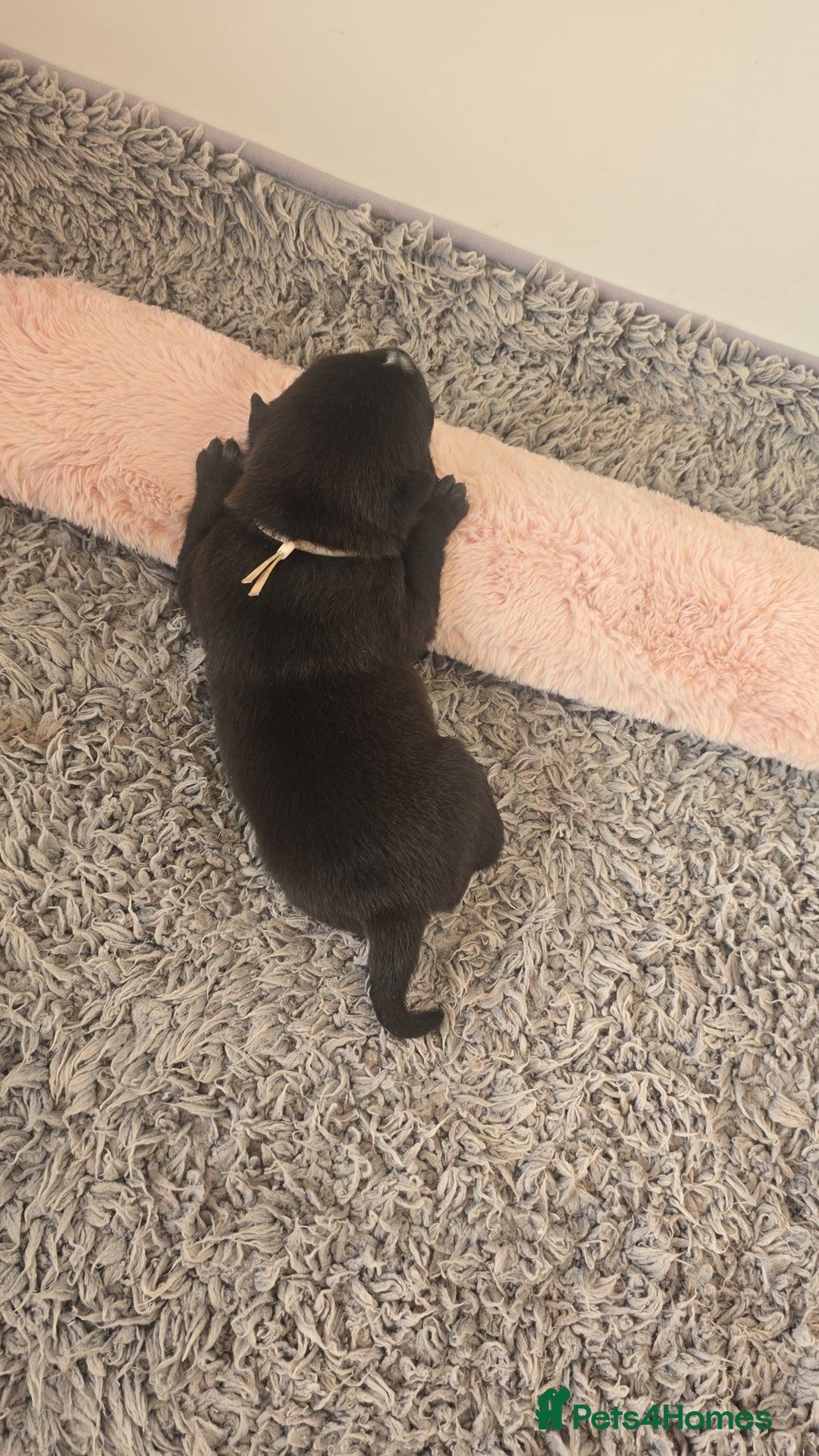 Mixed Breed dogs for sale: Chaffy puppies - Image 23