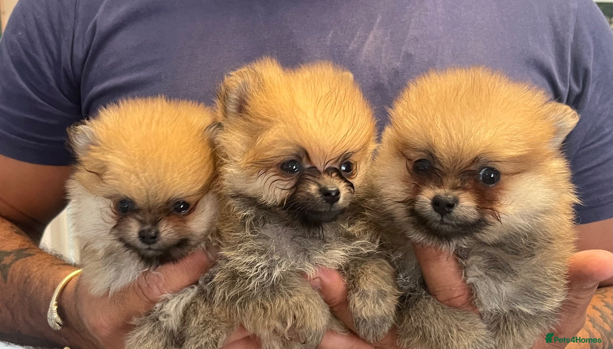 Pomeranian dogs Cheap boy Pomeranians - Advert 1