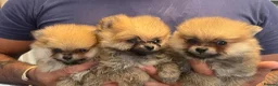 Pomeranian dogs for sale: Cheap boy Pomeranians - Advert 1