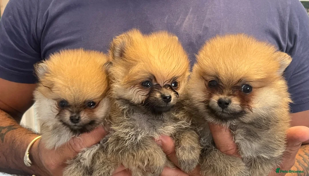 Pomeranian dogs for sale: Cheap boy Pomeranians - Advert 1