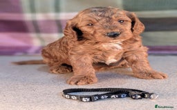 Cockapoo dogs for sale: F1B Cockapoo Puppies Ready for Their Forever Home. - Image 1
