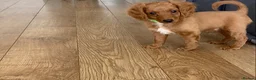 Cockapoo dogs for sale: Toy Poodle Cross Puppies, Mum & Dad Seen, London - Advert 31