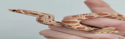 Snake reptiles for sale: Baby Western hognoses CB 25 & 26 ready to go  - Advert 5