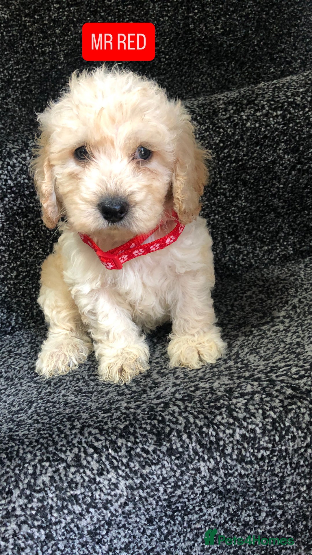 Cockapoo dogs for sale: F1b toy cockapoo puppies - Image 17