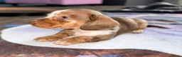 Miniature Dachshund dogs for sale: Beautiful miniature dachshund pups.  - Advert 9