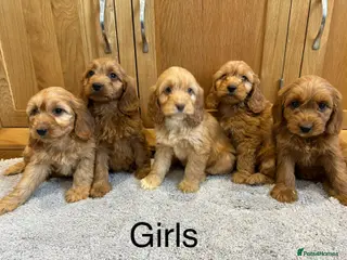 Cockapoo dogs Cockapoo Puppies Ready Now - Advert 4