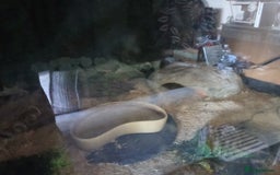 Corn Snake reptiles for sale: Beautiful corn snake for sale plus full setup. - Image 3