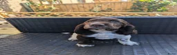 Cocker Spaniel dogs for sale: Cocker Spaniel Worker PUPPY 💙❤️,1BOY💙 ,1GIRL♥️ - Advert 21