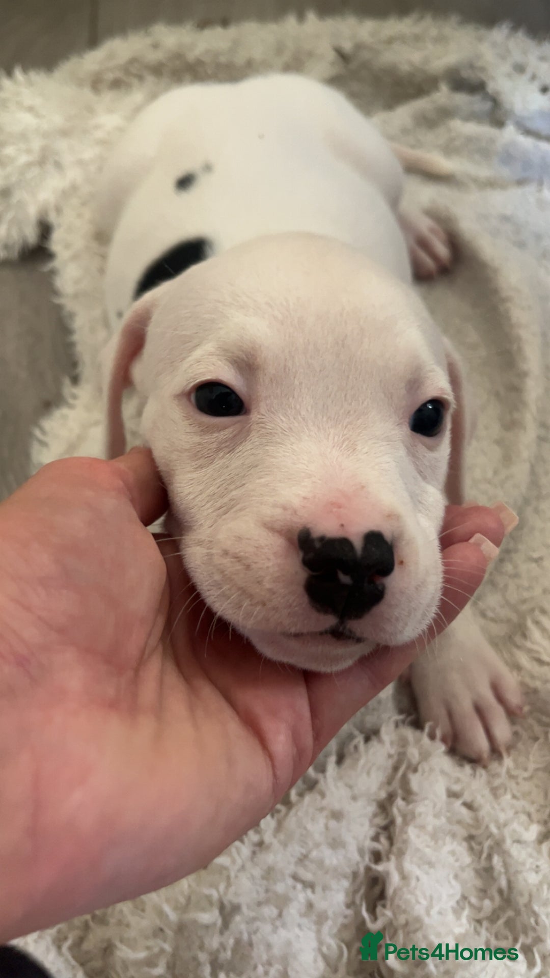 Mixed Breed dogs for sale: American bull dogs cross staffy - Image 6